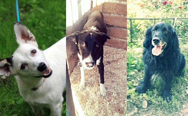 Белка, Бим и спаниель - прекрасные собаки в поисках дома