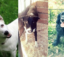 Белка, Бим и спаниель - прекрасные собаки в поисках дома