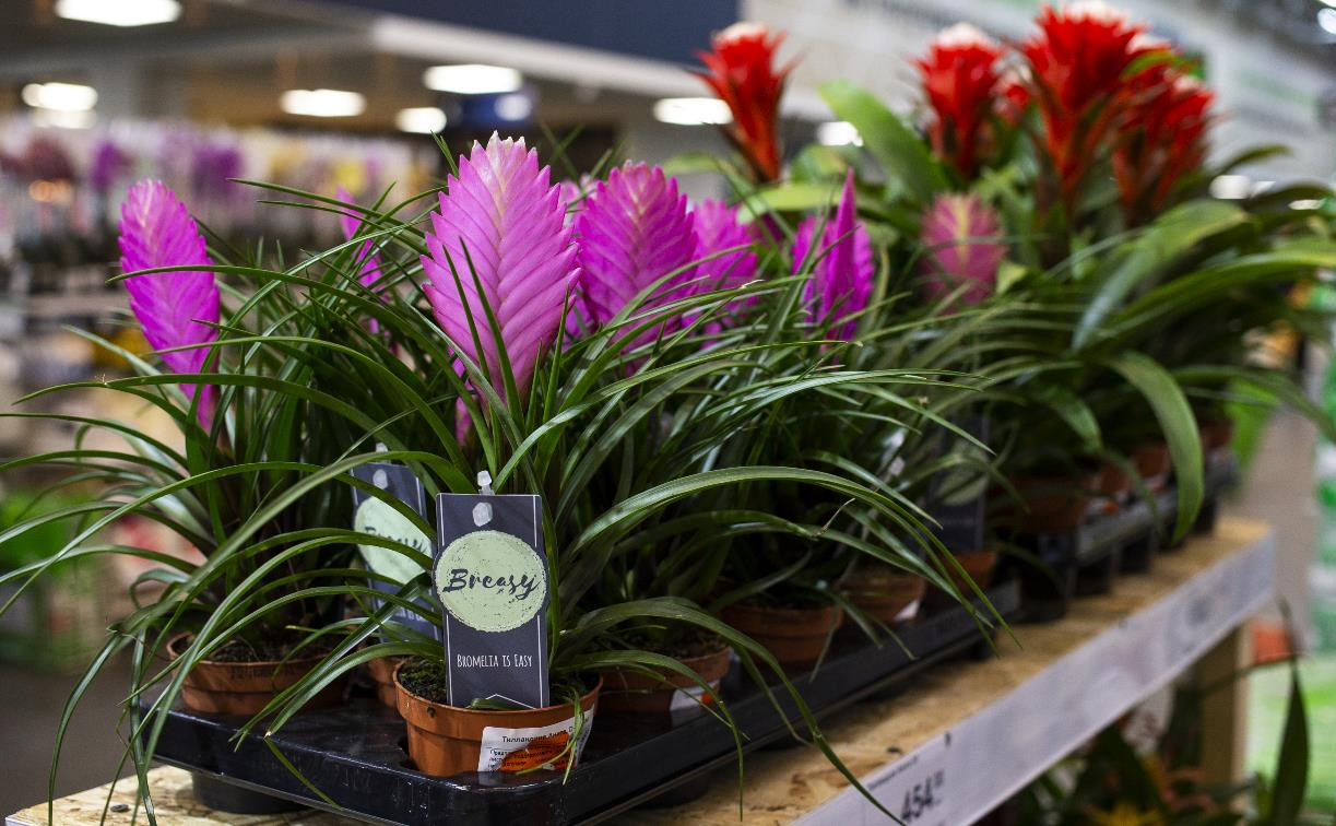 Цветы и букеты к 8 Марта: «Леруа Мерлен» обновил центральную витрину магазина