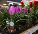 Цветы и букеты к 8 Марта: «Леруа Мерлен» обновил центральную витрину магазина