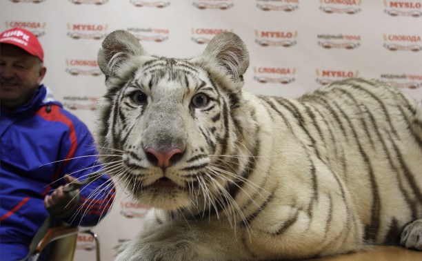 Цирк «Максимус»: В Туле поселились белые тигры