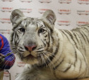 Цирк «Максимус»: В Туле поселились белые тигры