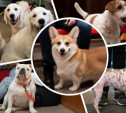 Корги, кане-корсо и сицилийская борзая: в Туле прошла выставка собак