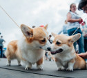 Всероссийская выставка собак в Туле: милые корги, сенбернары и забавные джек-рассел-терьеры