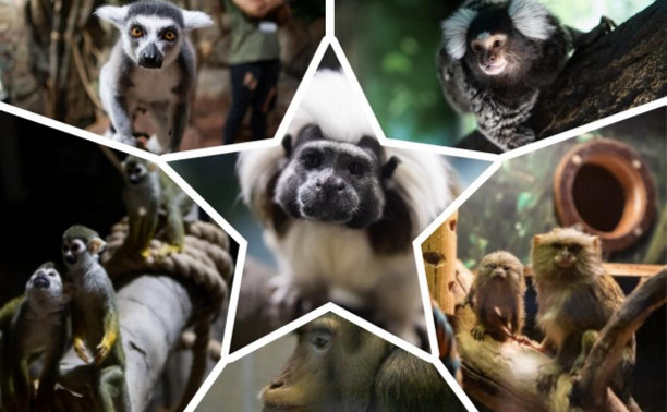 Беличьи саймири, белоухие игрунки и эдиповы тамарины: какие обезьяны живут в Тульском экзотариуме?