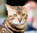 Выставка кошек в Туле: Своенравные сфинксы, огромные мейн-куны и «леопарды»