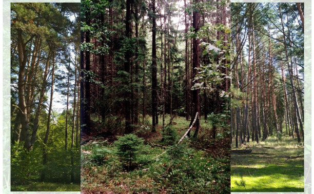 Таёжные леса и карстовые болота: какие уникальные экосистемы есть в Тульской области