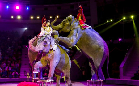 Слоны, львы и дикобразы ждут вас в Тульском цирке 