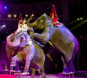 Слоны, львы и дикобразы ждут вас в Тульском цирке 