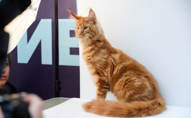 В Туле прошла выставка «Пряничных кошек»: фоторепортаж