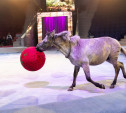 Пумы, ламы, акробаты и эквилибристы: в Тульском цирке разгадают «Загадку старой игрушки»