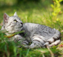 Мурчащие, уютные, нежные и суровые: 80 фото тульских котов