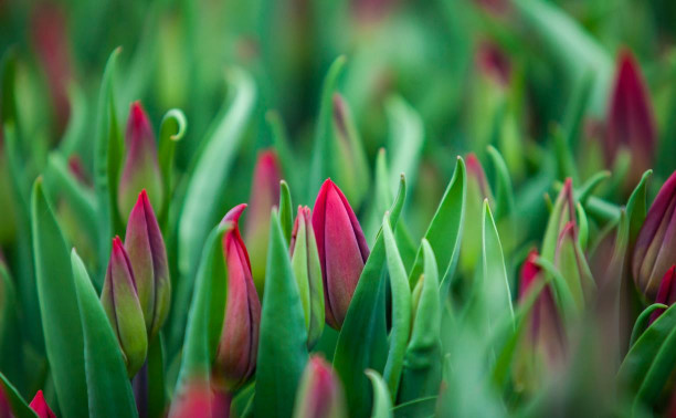 Тюльпановые плантации: как в Туле готовятся к 8 Марта 