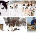 Хаски, лайки и экотуризм: как собаки сподвигли тульскую семью переехать жить в деревню 