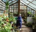 Травы и цветы Ясной Поляны: Раскрываем секреты толстовского огорода 