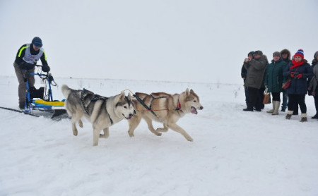 Праздник северных собак на Куликовом поле 