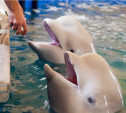 Как живётся дельфинам в Туле