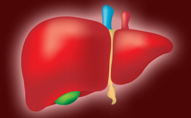 Врач-инфекционист о гепатитах, циррозе и здоровье печени