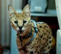 Бэби-леопард дома: зачем туляки заводят диких сервалов