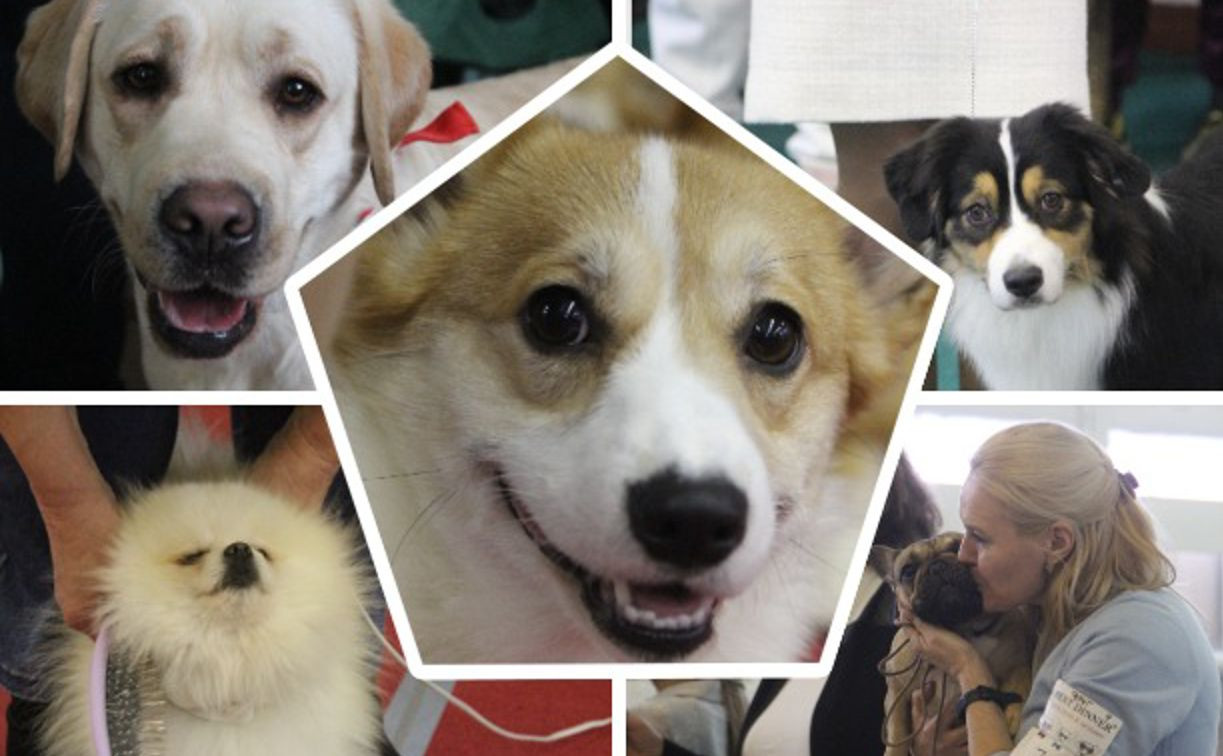 Французские бульдоги, корги, лабрадоры: в Туле прошла выставка собак