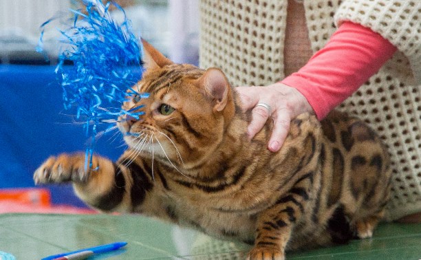 Выставка кошек в Туле: красавцы бенгалы, гордые мейн-куны и милые шотландцы