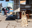 Тульский Центральный рынок: уходящая натура. Большой фоторепортаж Myslo