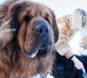 Эмоциональные влчаки и вальяжные тибетские мастифы: У тулячки живут семь огромных собак