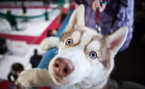 Милые шпицы, красавцы хаски и важные доги: В Туле прошла выставка собак