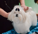 110 самых милых фотографий с выставки собак в Туле