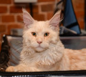 Выставка кошек в Туле: красавцы мейн-куны, милые бамбино и гордые сфинксы