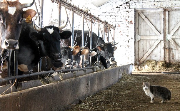 Сколько стоит молоко на ферме?
