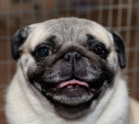 Выставка собак DoggyLand: забавные мопсы, милые йорки и красавцы папильоны