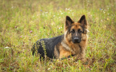 В Тульской области выбрали лучших собак России