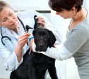 В какой ветеринарной клинике лечить своего питомца