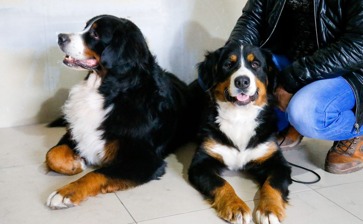 Бернский зенненхунд, корги и басенджи: в Туле прошла выставка собак