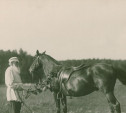 Толстой любил ездить на Делире и хотел вывести свою породу лошадей