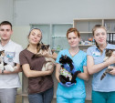 Ветеринары клиники Vetera: все о кормлении и стерилизации домашних животных
