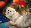 Выставка «Пряничные кошки»: сфинксы, бенгалы и сибирские красотки