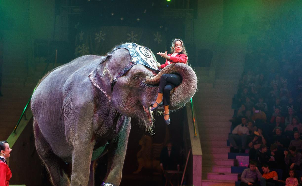 Слон, львы и любимый клоун Бо: чем порадовала туляков новогодняя премьера в цирке
