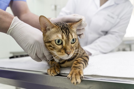 close-up-veterinarian-helping-cute-cat.jpg