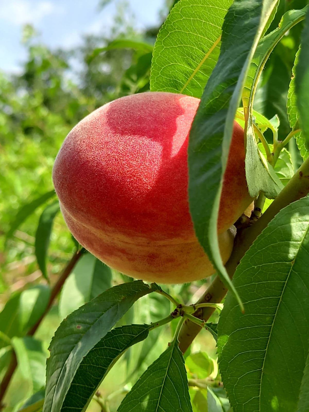 Изображение WhatsApp 2025-08-05 в 16.20.48_65ae26a8.jpg