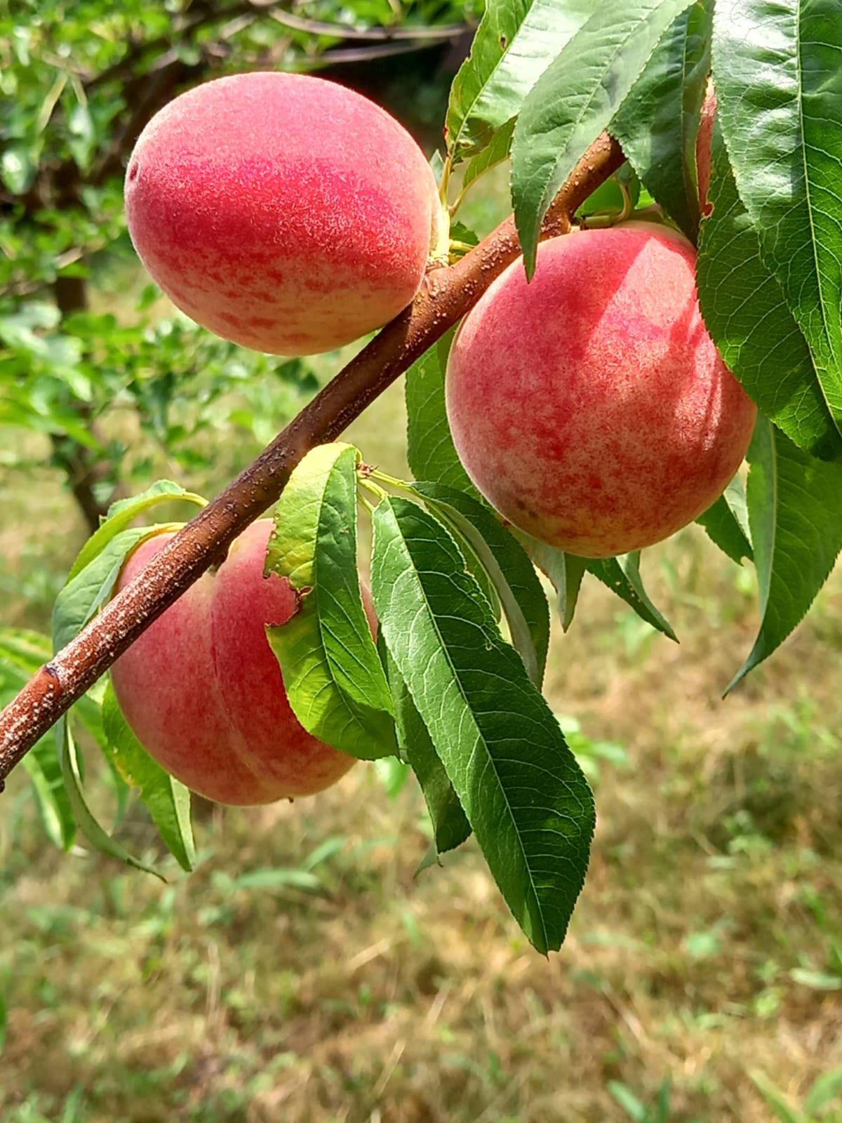 Изображение WhatsApp 2025-08-05 в 16.20.48_dfe5979d.jpg