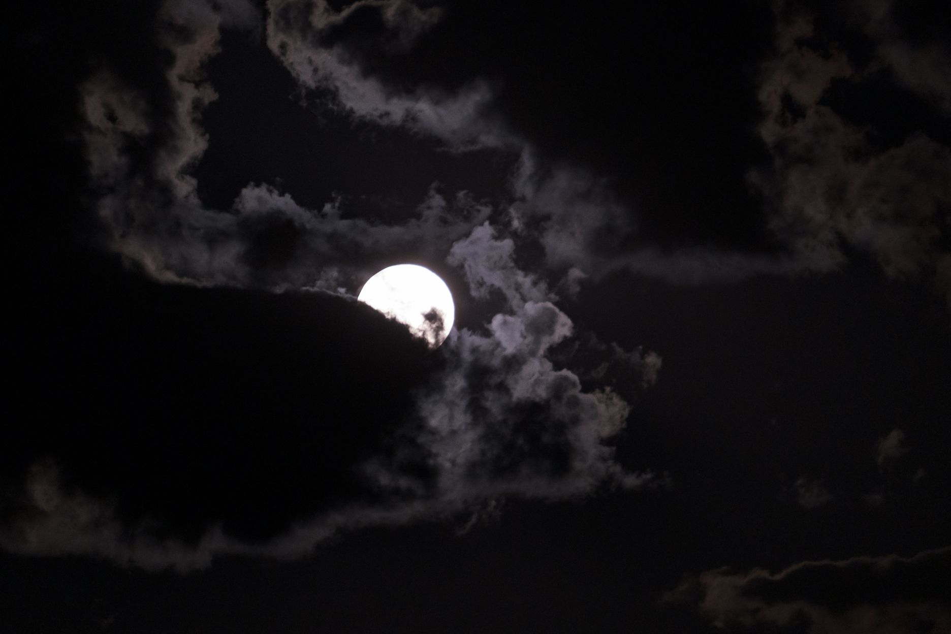 ёжик в лунном тумане.jpg