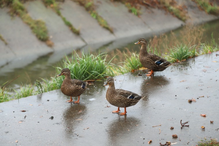 8ef1b78ef551488a260b0753c523292c (11).jpg