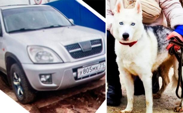 собака машина.png