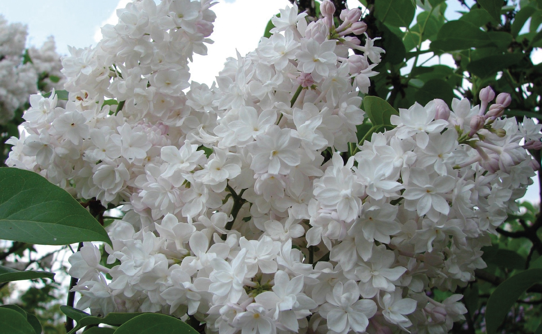 003_Сирень.jpg