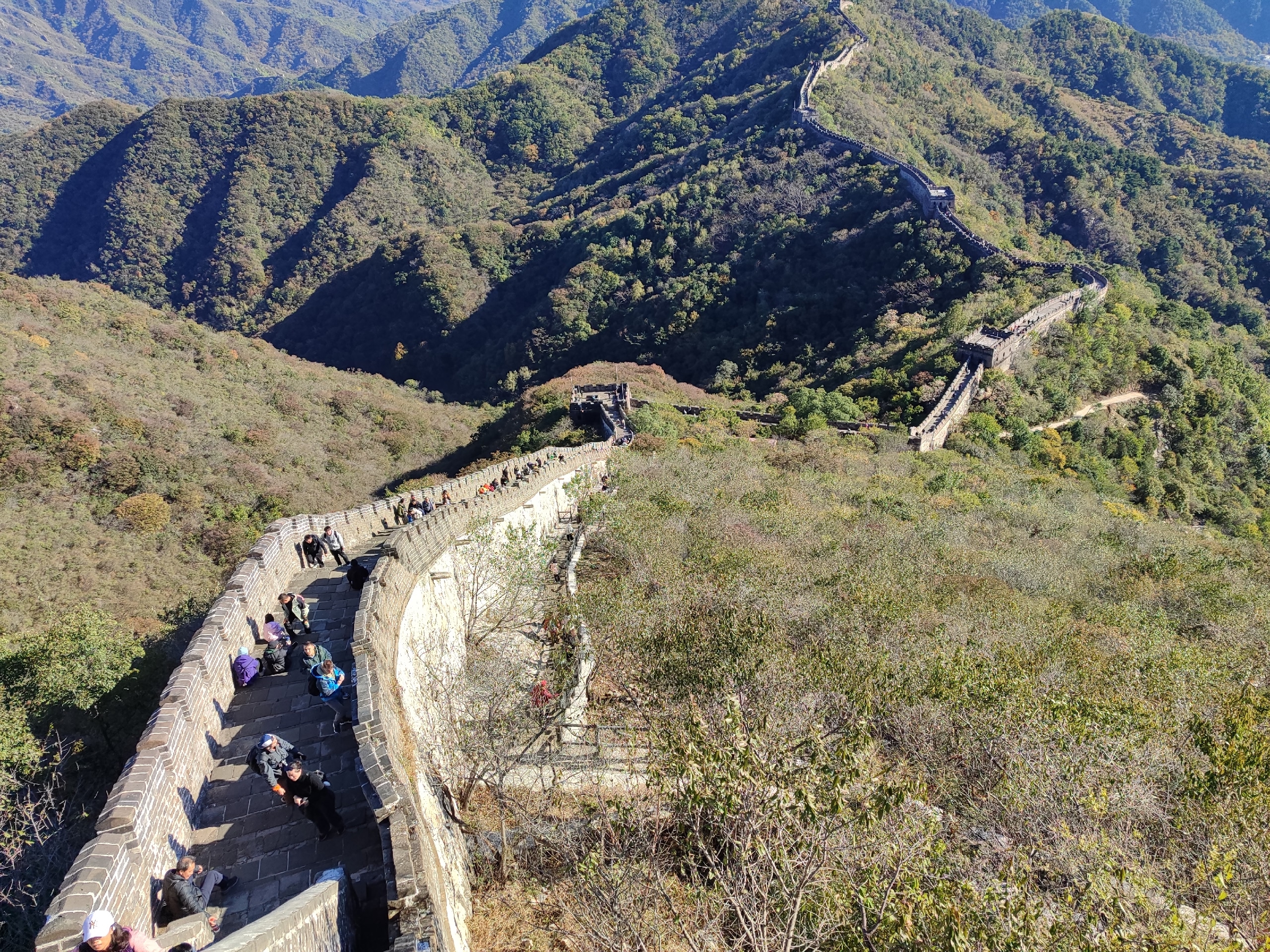 велика ястена.jpeg