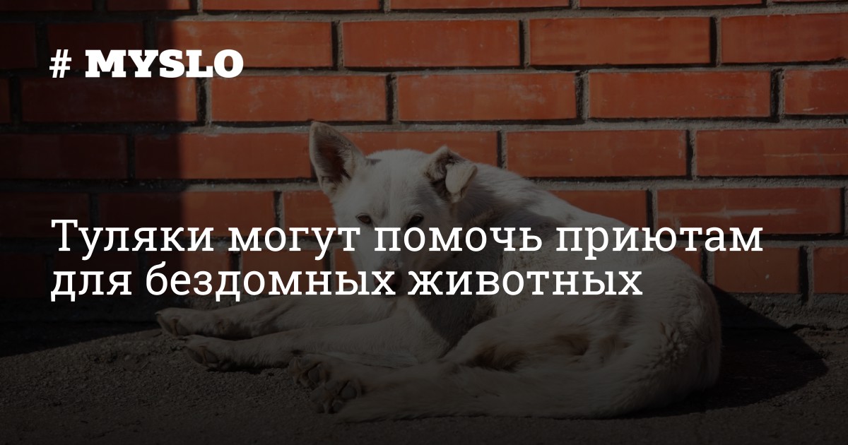 Туляки могут помочь приютам для бездомных животных