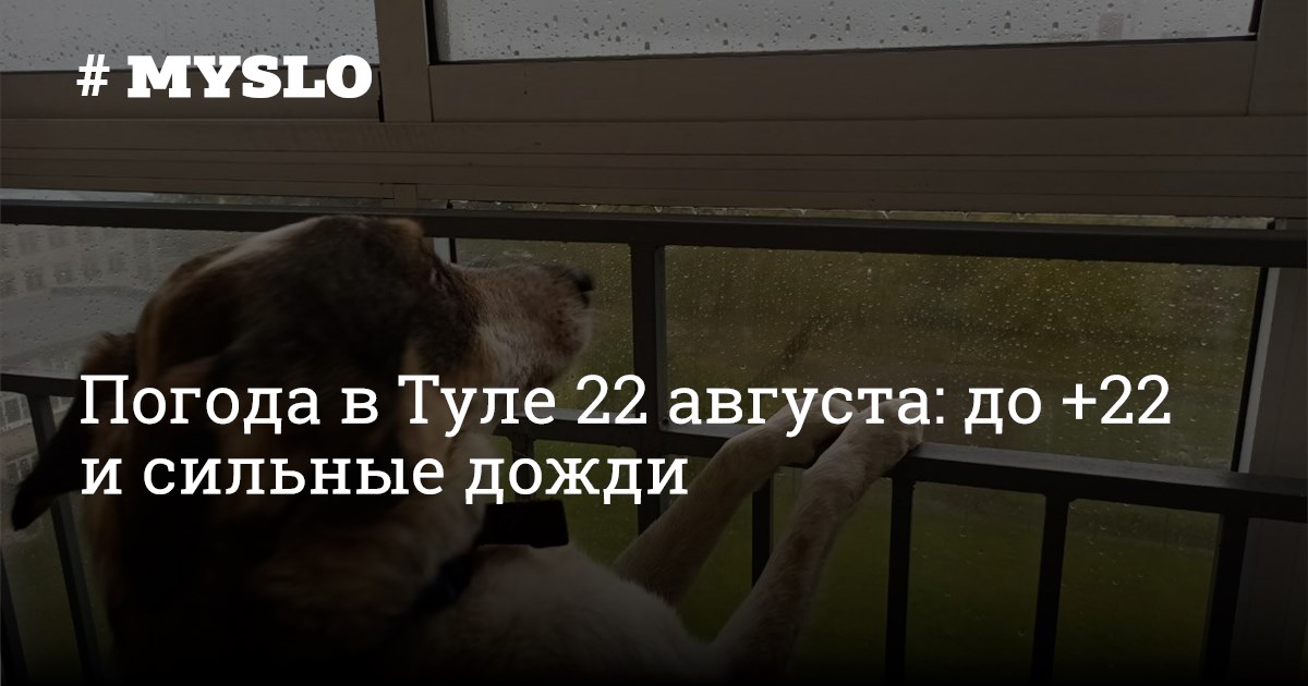 22 августа тула. Медведь на окно. Медведь забрался в дом. Антивандальное окно от медведя. Медведь забрался в дом магазин подъезд.