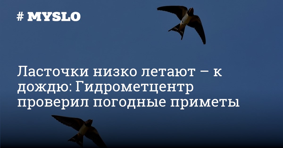 Ласточки летают низко к дождю»: Научное объяснение этой приметы. Птицы-ясновидцы | avglass.ru